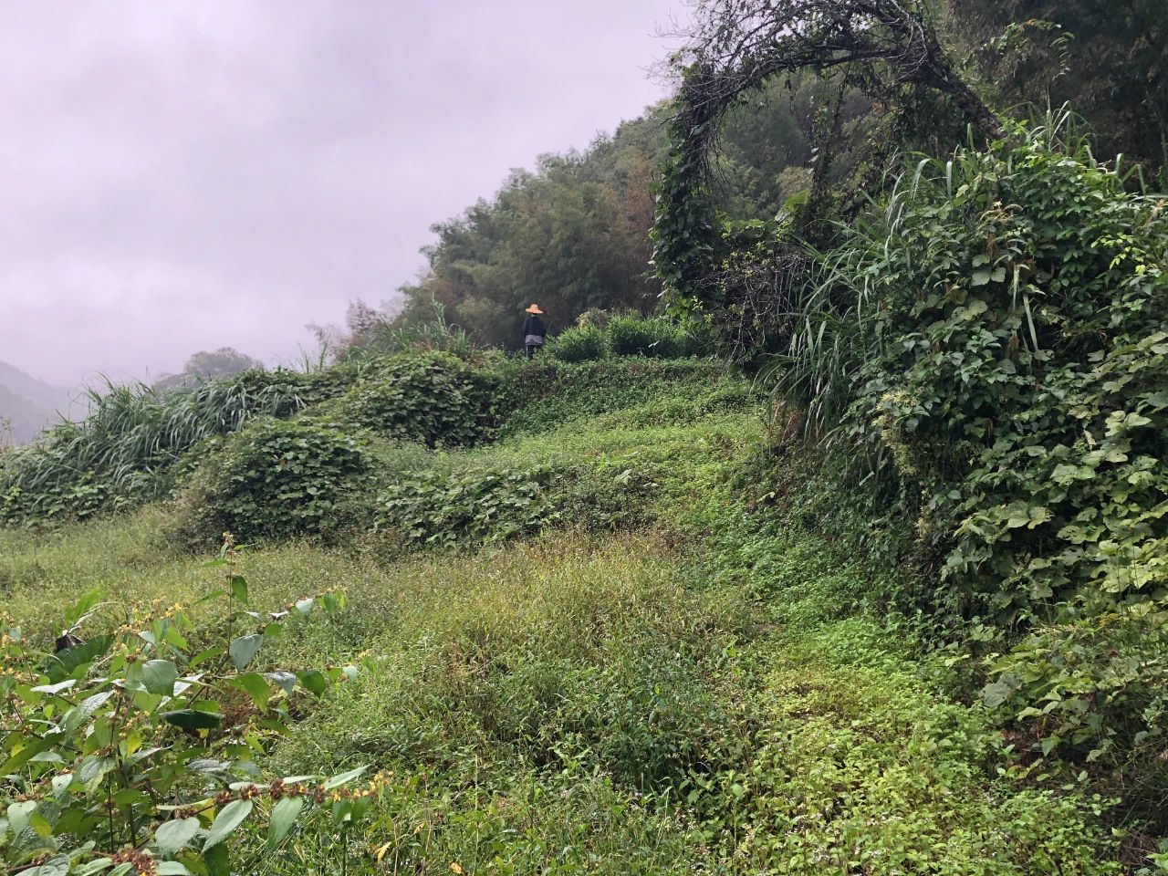 龙8头号玩家规划 | 我司土地整治项目二次荣登央视，荒地变良田，智绘好丰景