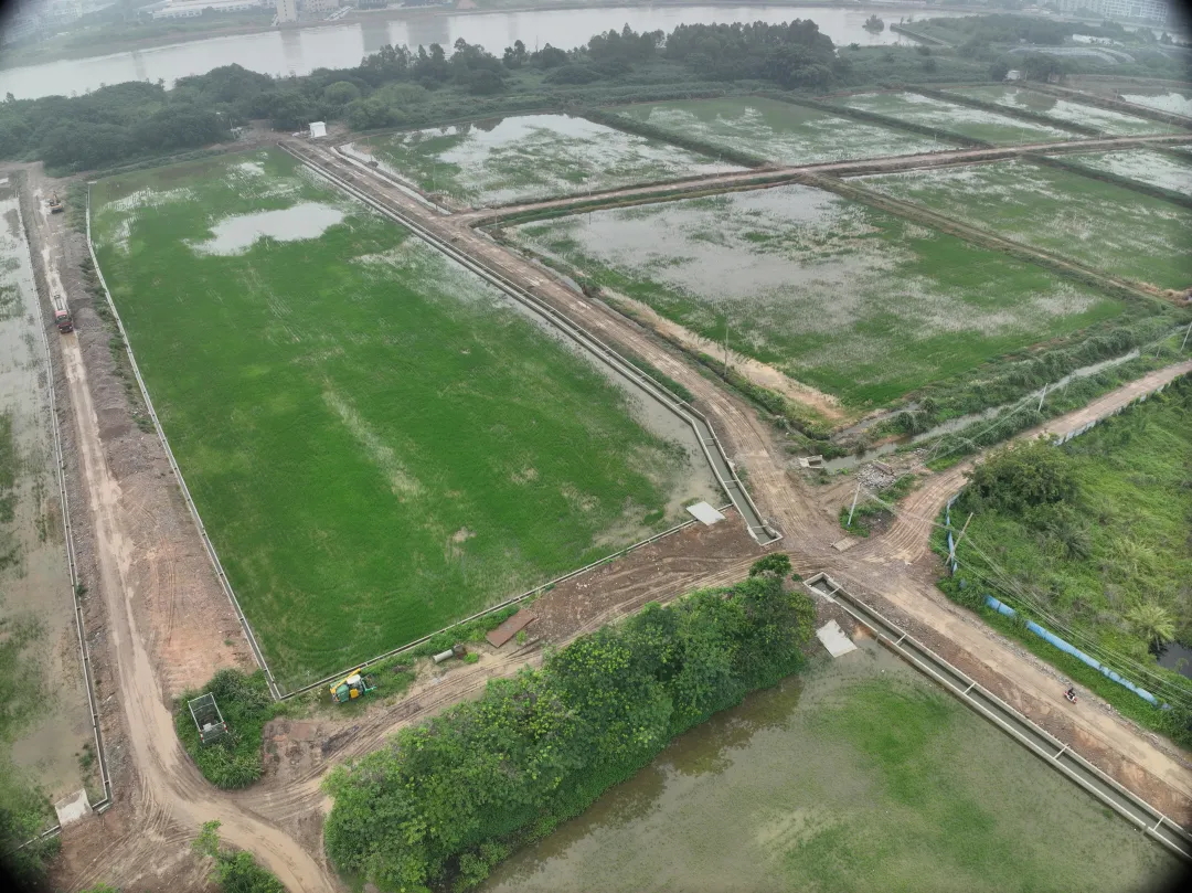 龙8头号玩家集团丨复耕道滘撂荒地，绘就田园新图景